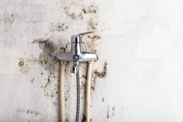 Best Office Mold Removal Services  in Spencer, WI