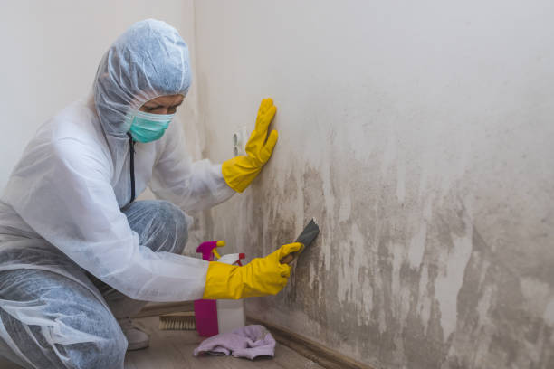 Best Local Mold Removal Service  in Spencer, WI