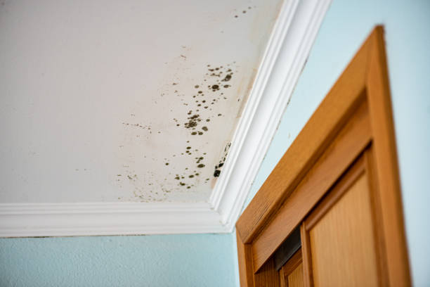 Best Mold Testing  in Spencer, WI