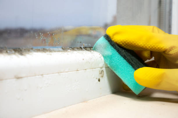 Best Crawl Space Mold Removal  in Spencer, WI