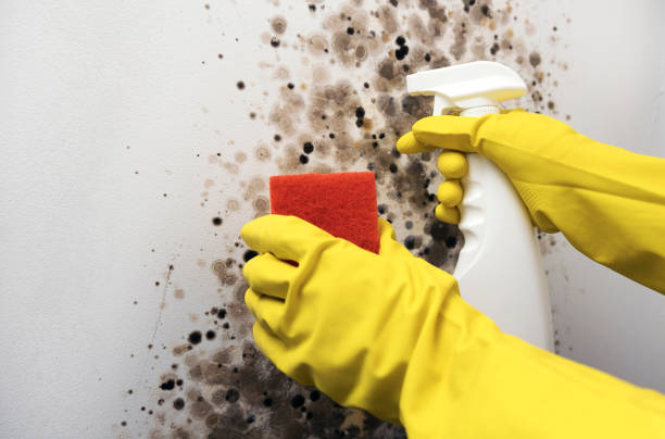 Best Black Mold Removal  in Spencer, WI